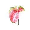 Anthurie  große Blüte "kunstvoll"