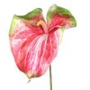 Anthurie  große Blüte "kunstvoll"