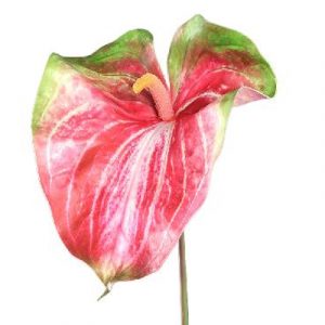 Anthurie  große Blüte "kunstvoll"
