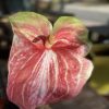 Anthurie  große Blüte "kunstvoll"