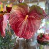 Anthurie  große Blüte "kunstvoll"