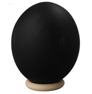 Straußenei Südafrika 15cm schwarz matt